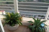 Apartment in Ciputra for rent with 4 bedrooms