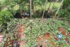 Green house for rent in Tay Ho, Ha Noi