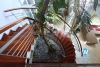 Spacious house with garden for rent in Tay Ho, Hanoi