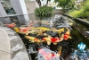 Beautiful and quality house for rent in Q Block, Ciputra, Ha Noi